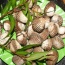 Sò huyết sống loại 1, mới đánh bắt